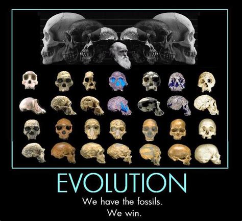 Fossils: Fossils Human Evolution