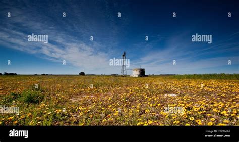 west coast south africa flower landscape the west coast Stock Photo - Alamy