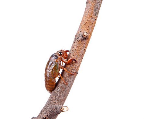 Cicada Cocoon Stock Photos, Pictures & Royalty-Free Images - iStock