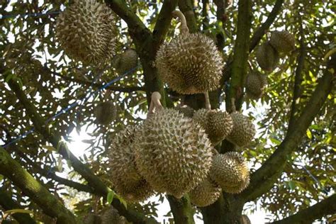 Cara Merangsang Pohon Durian Agar Cepat Berbuah | Nesiaverse.com