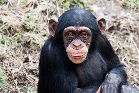 More rare chimps than expected found in unprotected landscape - USC News