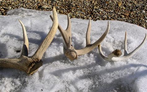 Antler ethics: take this quiz if you want to pick up shed antlers this season