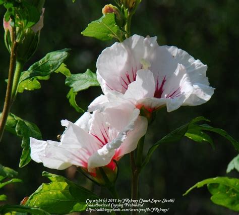 Roses Of Sharon: Plant Care and Collection of Varieties - Garden.org