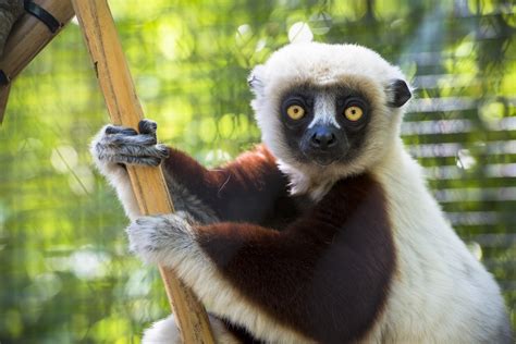 Ring-tailed Lemur - The Houston Zoo