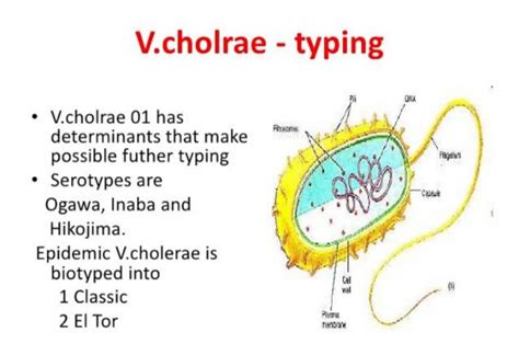 Some discussion about V.cholerae – Platform | CME