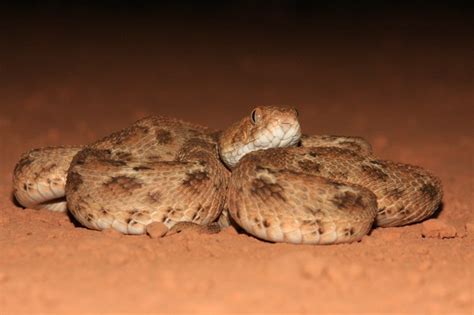 Join the Snakes of Africa Photo Challenge - VIEWBUG.com