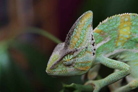 Free picture: camouflage, nature, animal, reptile, chameleon, lizard ...