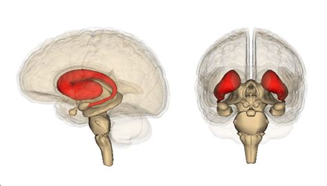 The brain's decision-making structure appears to operate hierarchically