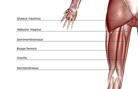 Anatomy of the Hamstring Muscles