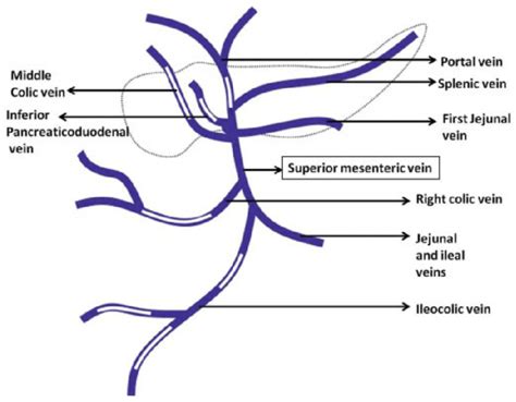 Portal Vein : Tributaries and Portocaval Anastomoses | Epomedicine