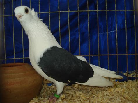 Pigeons for sale: Polish Owl fancy pigeon for show