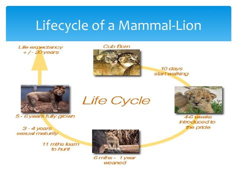 PPT - Life Cycles PowerPoint Presentation, free download - ID:2585239