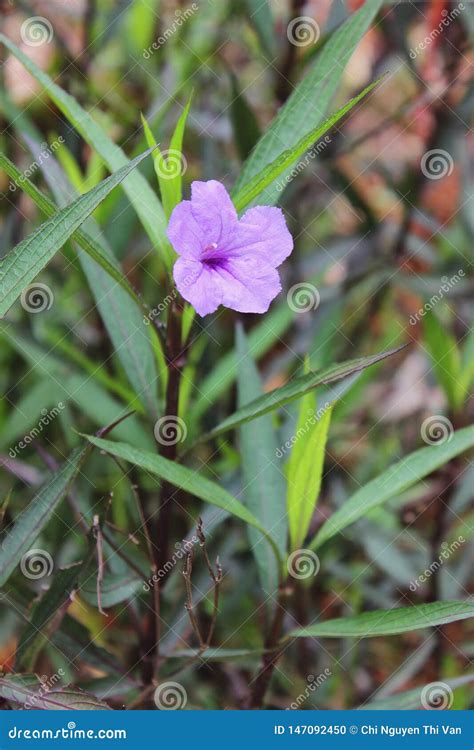 Beautiful Purple Ruellia Simplex Flower in the Garden Stock Photo - Image of bride, hanoi: 147092450