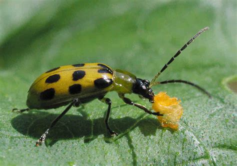 Spotted Cucumber Beetle Photograph by Matt Cormons - Pixels