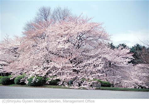 Shinjuku Cherry Blossom Guide 2020 - Shinjuku Guide