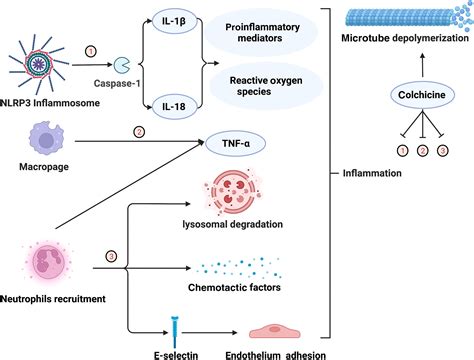 The Role of Colchicine in Different Clinical Phenotypes of Behcet ...