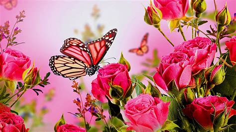 Download Pink Rose Rose Pink Flower Animal Butterfly HD Wallpaper