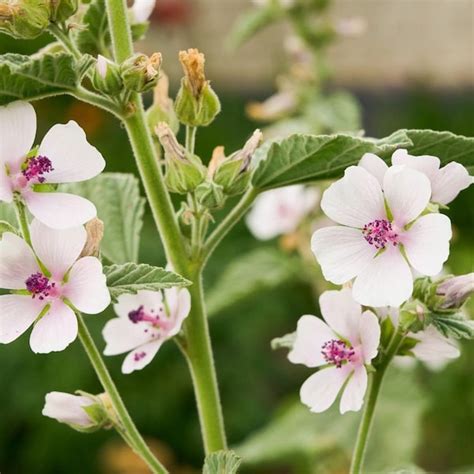 Marshmallow Plant - Etsy