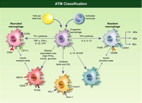 Properties and functions of adipose tissue macrophages in obesity - Russo - 2018 - Immunology ...