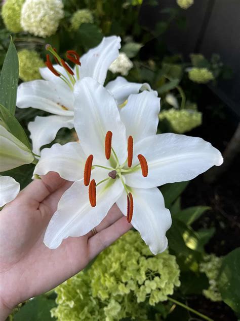 30 lily varieties 🌺 🌼 Exploring the diverse world of lilies