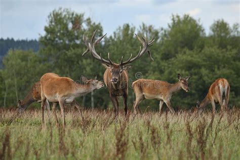 Red Deer during the Deer Rut in the Nature Habitat of Czech Republic ...