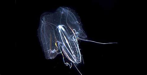 Ctenophores and the story of evolution in the oceans