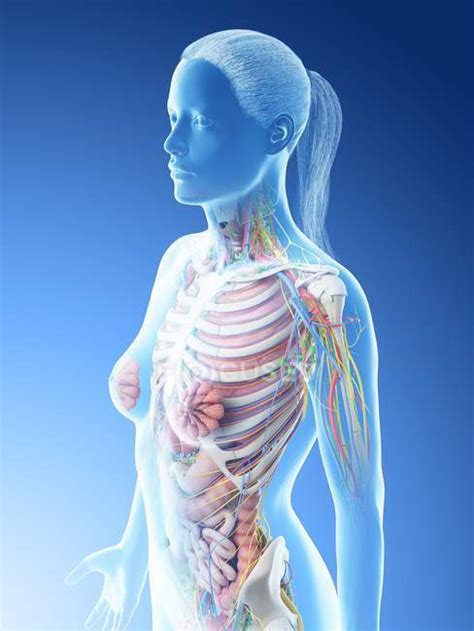 Female upper body anatomy and internal organs, computer illustration ...