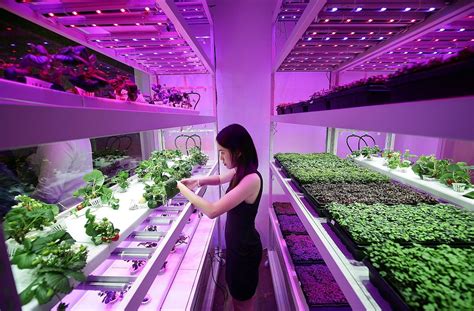 Urban Farming In Singapore Continues to Expand, Now With Strawberries — AGRITECTURE