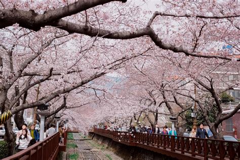 Where to Go for The Most Beautiful Cherry Blossoms in South Korea?