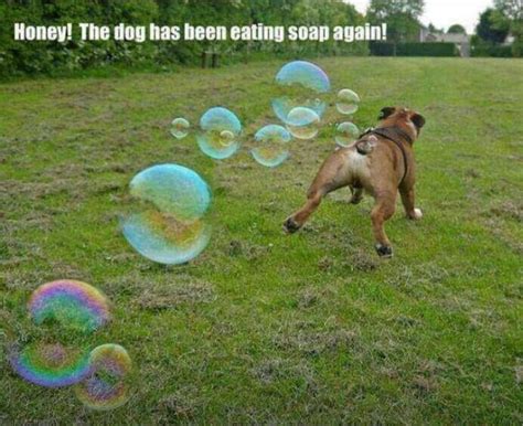 Pin by Becky Partain on LOL | Funny dog pictures, Silly animals, Dogs