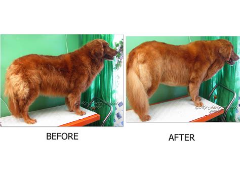 Pet Grooming: The Good, The Bad, & The Furry: Grooming a Golden ...