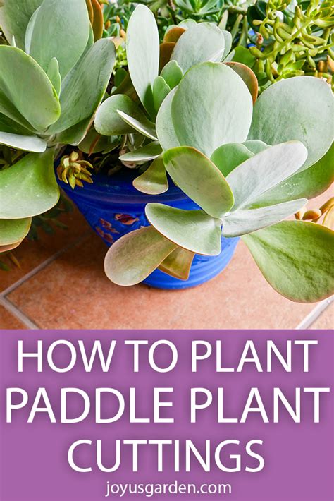 How to Plant Paddle Plant Cuttings (Flapjacks Kalanchoe) | Joy Us Garden