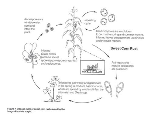 Common Rust of Sweet Corn Fact sheet