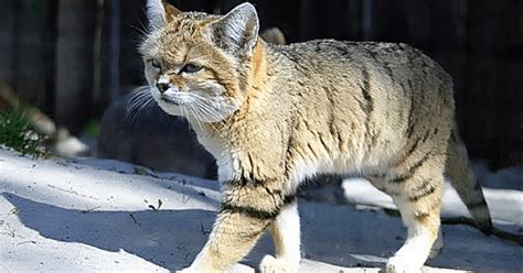 Gato Chinês da Montanha (Felis bieti)