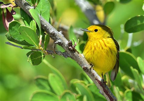 The Amazing Birds of Cuba - Simply Cuba Tours