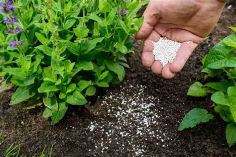 Ultimate Guide to Fertilizer Application for Optimal Crop Growth