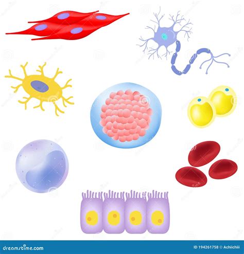 Tipos De Células Del Cuerpo Humano Ilustración del Vector - Ilustración ...