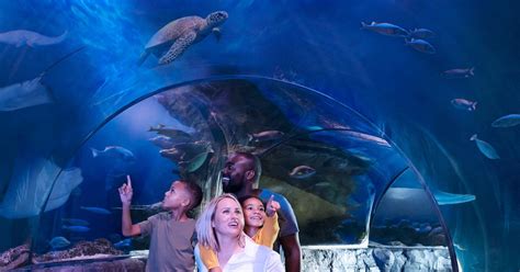 SEA LIFE Michigan Aquarium General Admission | GetYourGuide