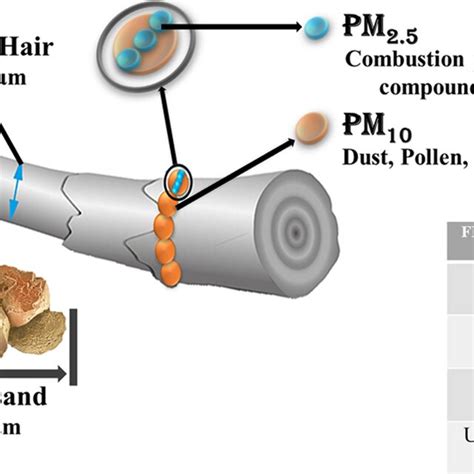 Different types of particulate matters and their size comparison... | Download Scientific Diagram