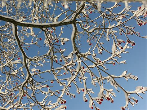 Dogwood Tree - New England