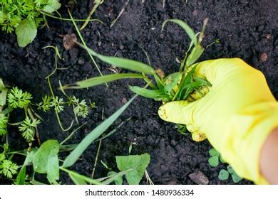 4,532 Removing Weeds Images, Stock Photos & Vectors | Shutterstock