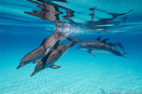 Family and social structure of dolphins – TheLivingSea