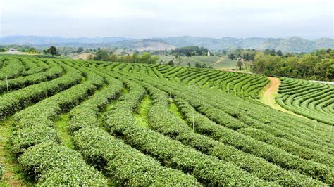 Cultivation of tea plant stock image. Image of hillside - 67653799