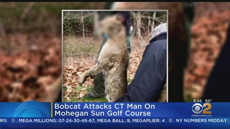 Bobcat Attack / Bobbi Survived Being Attacked and Mauled Twice by a Bobcat ... - Steve verschoor ...