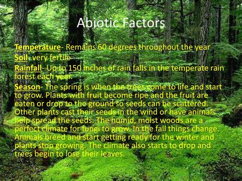 What Are Abiotic Factors In The Rainforest - slideshare