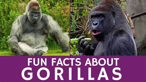 Interesting Facts about Gorillas for Kids and Apes Video for School ...