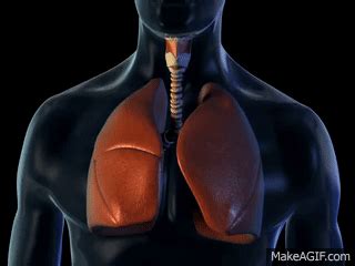 Lungs and Breathing - 3D Medical Animation || ABP © on Make a GIF