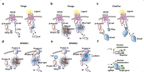 TEV protease-based sensor design. Different designs for TEV... | Download Scientific Diagram