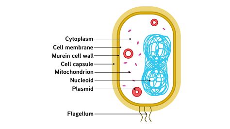 Draw a labelled diagram of a bacterial cell.