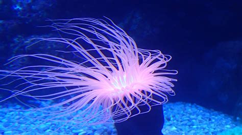 Anemone Sea Creatures - Free photo on Pixabay - Pixabay